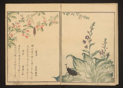 Korbwurm und Helmkäfer auf Buschkleeblume und Steinlauchblume von Kitagawa Utamaro