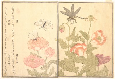 Schmetterling (Chō); Libelle (Kagerō oder Tonbo), aus dem Bilderbuch der kriechenden Kreaturen (Ehon mushi erami) von Kitagawa Utamaro