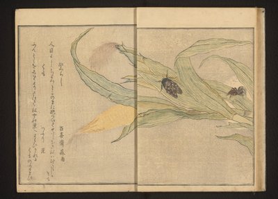 Zikade und Spinne auf Mais von Kitagawa Utamaro