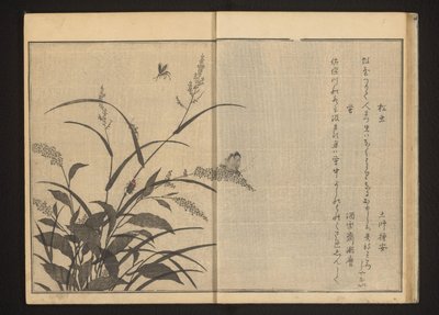 Grille und Glühwürmchen auf Polygonum und Schilf von Kitagawa Utamaro