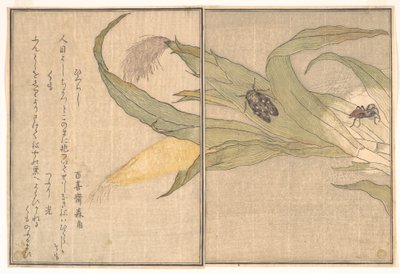 Abendzikade, Higurashi; Spinne, Kumo, aus dem Bilderbuch der kriechenden Kreaturen (Ehon mushi erami) von Kitagawa Utamaro
