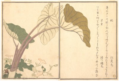 Pferdebremse (abu); Grüne Raupe, imomushi, aus dem Bilderbuch der kriechenden Kreaturen (Ehon mushi erami) von Kitagawa Utamaro