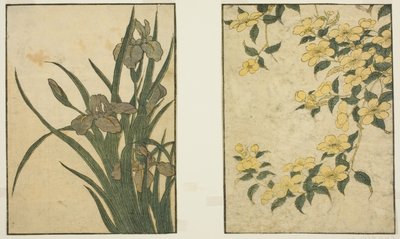 Kerria und Iris, aus dem illustrierten Buch "Bilderbuch: Blumen der vier Jahreszeiten (Ehon shiki no hana)," Bd. 1 von Kitagawa Utamaro