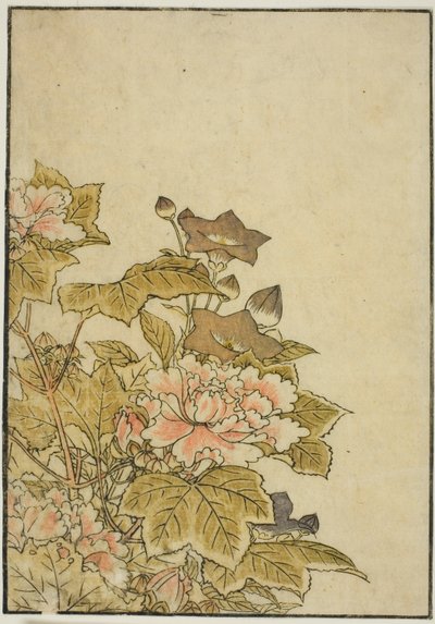 Herbstblumen: Pfingstrosen und Glockenblumen, aus dem Buch "Spiegel der schönen Frauen der Vergnügungsviertel (Seiro bijin awase sugata kagami)," Bd. 2 von Kitao Shigemasa