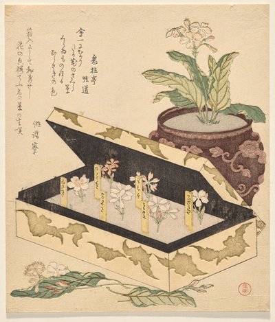 Sortiment von Primeln in einer Lackbox von Kubo Shunman