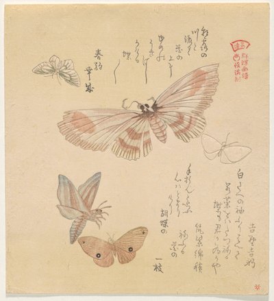 Schmetterlinge und Motten, aus der Serie Ein Schwarm von Schmetterlingen (Gunchō Gafu) von Kubo Shunman