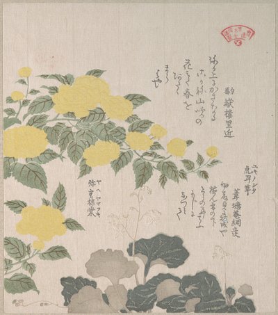 Corchorus (oder Gelbe Rose) und Kriechender Steinbrech von Kubo Shunman