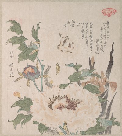 Pfingstrosen und Iris von Kubo Shunman