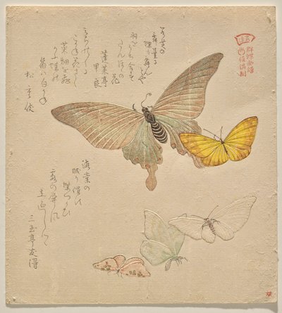 Das Malhandbuch der Schmetterlingsschwarm (Guncho? Gafu) von Kubo Shunman