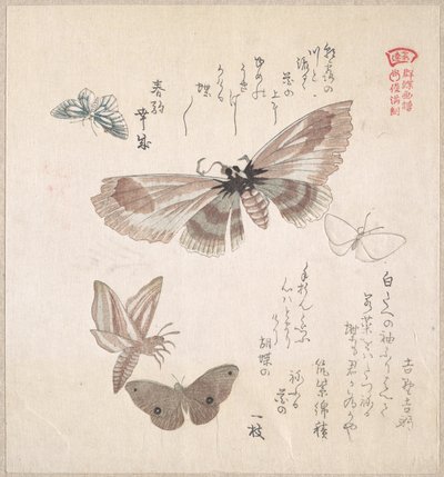 Verschiedene Motten und Schmetterlinge von Kubo Shunman
