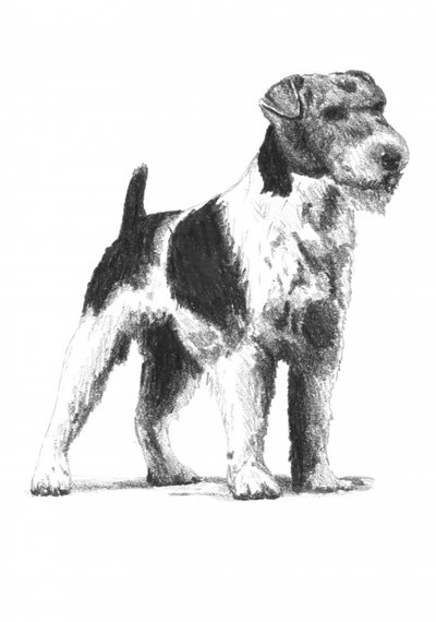 Wachsamer Foxterrier von Kulik