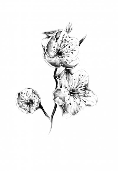 Zarte Kirschblüten von Kulik
