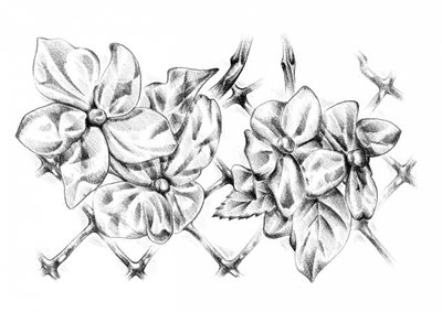 Zarte Blumenzeichnung von Kulik