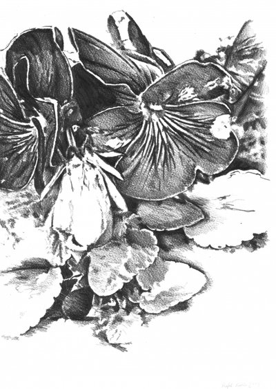 Zarte Stiefmütterchenblüten von Kulik