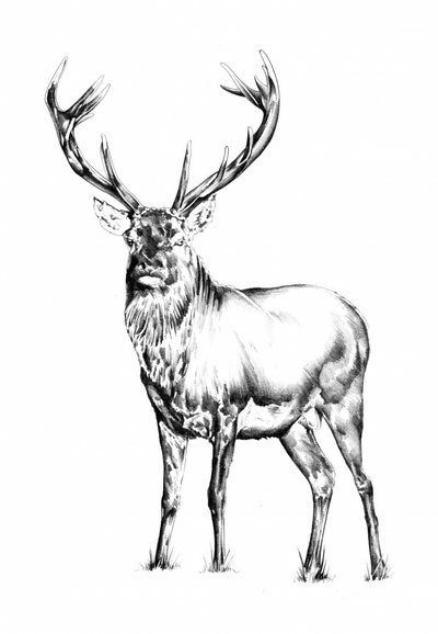 Majestätischer Hirsch von Kulik
