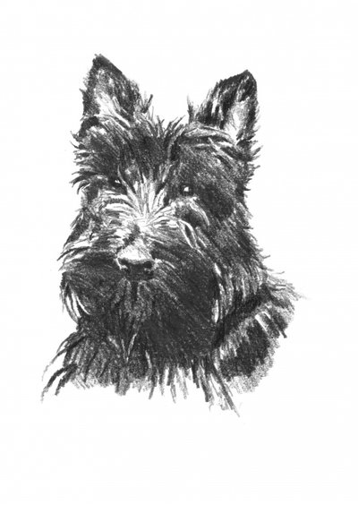 Scottish Terrier Porträt von Kulik