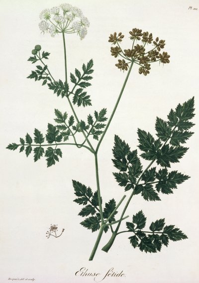 Aethusa Cynapium aus 