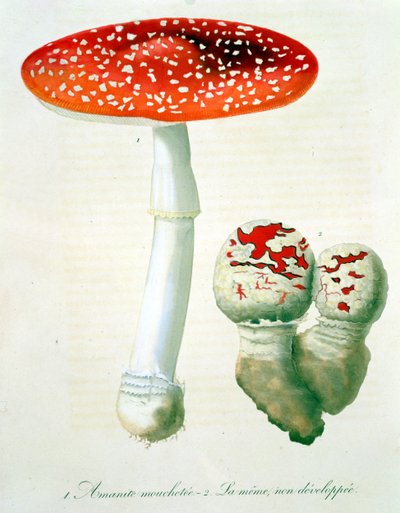 Fliegenpilz aus 