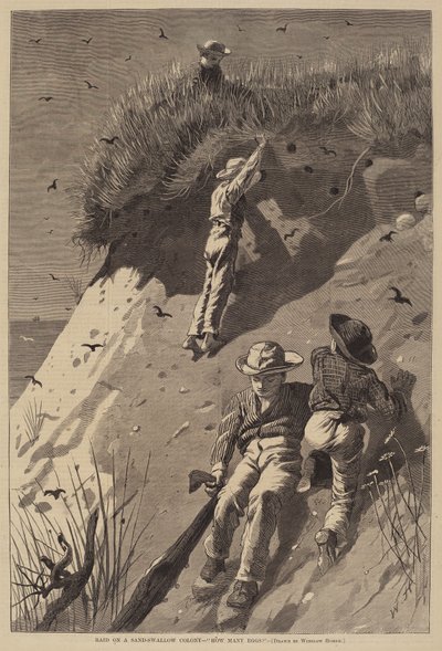 Überfall auf eine Sandschwalbenkolonie - "Wie viele Eier?" von Lagarde after Winslow Homer
