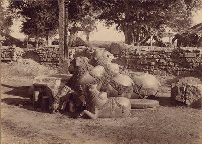 Stiere oder Nadias mit Ziergravuren Seitenansicht, Warangal, Hyderabad, Deccan von Lala Deen Dayal