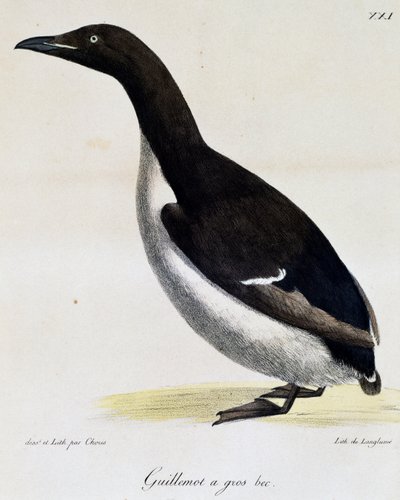 Dickschnabellumme, aus Voyage pittoresque autour du monde von Langlume Langlume