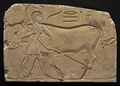 Männer, die einen Ochsen binden, 667-647 v. Chr. von Late Period Egyptian