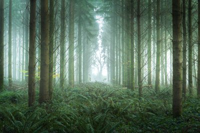 Brombeerpfad von Lee Cooper