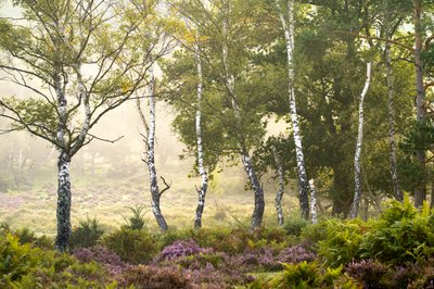 Verblassende Jahreszeit von Lee Cooper