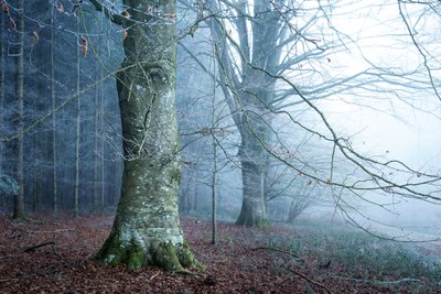 Mooslicht von Lee Cooper