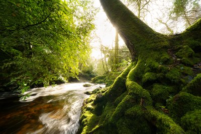 Zwielicht-Hain von Lee Cooper