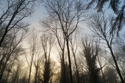 Waldträumerei von Lee Cooper