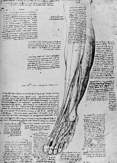 Anatomische Studie der Fußmuskeln von Leonardo da Vinci