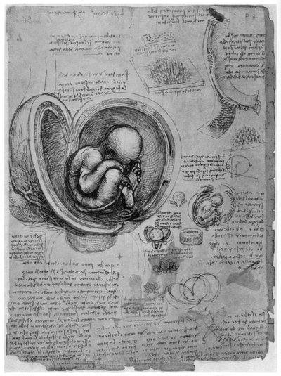 Anatomische Skizze eines menschlichen Fötus im Mutterleib von Leonardo da Vinci
