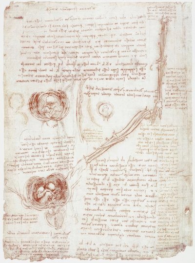 Anatomiestudien: Bewegung des Ellbogengelenks / Fetus im Uterus von Leonardo da Vinci