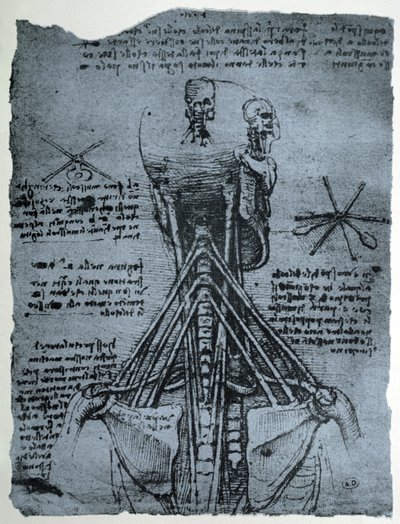 Knochenstruktur des menschlichen Halses und der Schulter, Faksimilekopie von Leonardo da Vinci