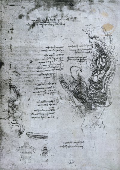 Koition von halbierten Mann und Frau, Faksimilekopie von Leonardo da Vinci