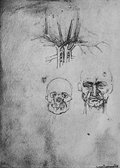 Zeichnung zeigt die Position der Blutgefäße im Hals und Gesicht, ca. 1480 1945 von Leonardo da Vinci