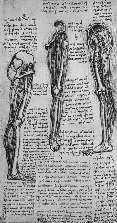 Zeichnungen eines linken Beins, das Knochen und Sehnen zeigt, um 1480 von Leonardo da Vinci