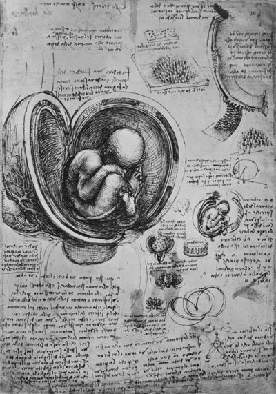 Zeichnungen eines Embryos im Uterus, um 1480 von Leonardo da Vinci