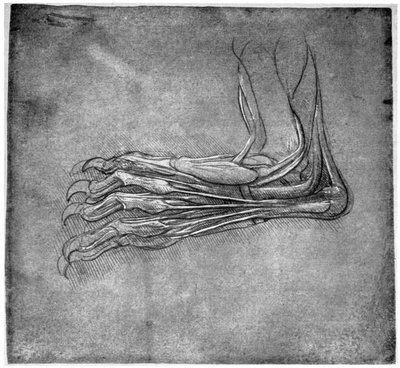 Muskeln und Sehnen in einem Fuß, möglicherweise eines Hasen, spätes 15. oder frühes 16. Jahrhundert, 1954 von Leonardo da Vinci