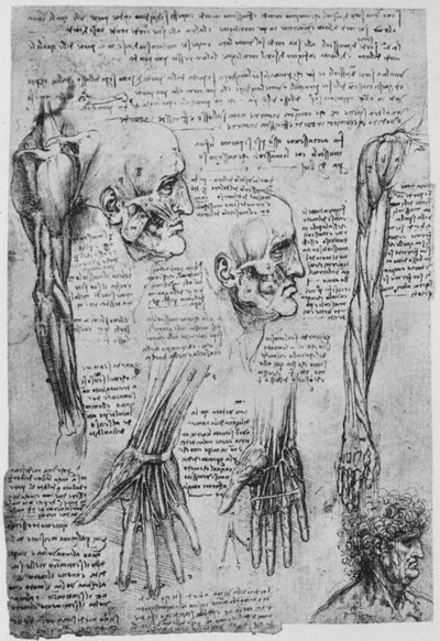 Studien der Muskeln des Gesichts und Arms von Leonardo da Vinci