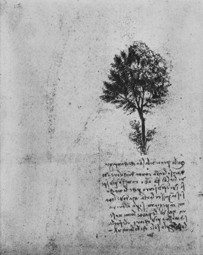 Studie eines Baumes, ca. 1480 von Leonardo da Vinci