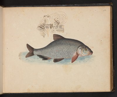 "Eine genaue natürliche Beschreibung und Darstellung der Wasservögel, Fische, Vierfüßler, Insekten und Würmer, die in den Gewässern von Straßburg vorkommen, die ich selbst geschossen und gehandhabt habe. Leonard Baldner, Fischer und Bürger in Straßburg" von Leonhard Baldner