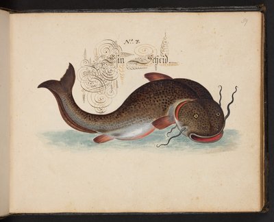 "Eine genaue natürliche Beschreibung und Darstellung der Wasservögel, Fische, Vierfüßler, Insekten und Würmer, die in den Gewässern von Straßburg vorkommen, die ich selbst geschossen und gehandhabt habe. Leonard Baldner, Fischer und Bürger in Straßburg" von Leonhard Baldner