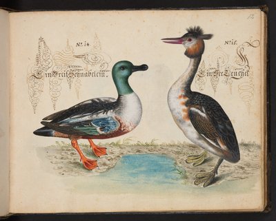 Eine genaue natürliche Beschreibung und Darstellung der Wasservögel, Fische, Vierfüßler, Insekten und Würmer, die in den Gewässern von Straßburg vorkommen, die ich selbst geschossen und gehandhabt habe. Leonard Baldner, Fischer und Bürger in Straßburg von Leonhard Baldner