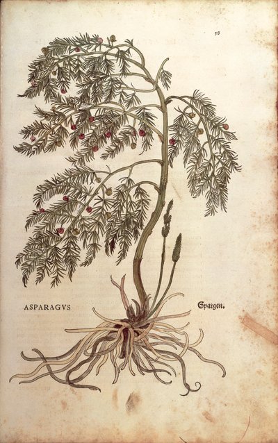 Spargel von Leonhart Fuchs aus De historia stirpium commentarii insignes, kolorierte Gravur von Leonhard Fuchs