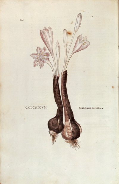 Herbstzeitlose (Colchicum autumnale) von Leonhart Fuchs aus De historia stirpium commentarii insignes (Bemerkenswerte Kommentare zur Geschichte der Pflanzen), kolorierte Gravur von Leonhard Fuchs