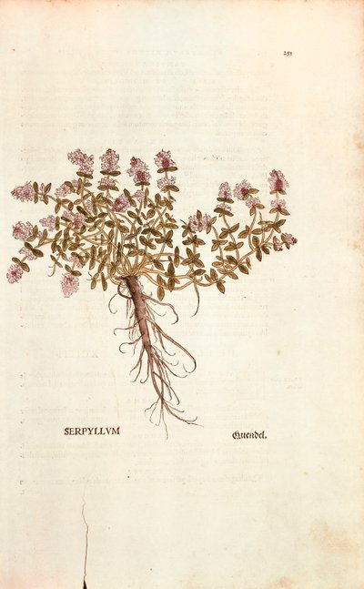Sandthymian (Thymus serpyllum) von Leonhart Fuchs aus De historia stirpium commentarii insignes, kolorierte Gravur von Leonhard Fuchs