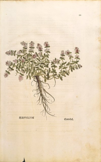 Breckland oder Wilder Thymian (Thymus serpyllum), kolorierter Stich von Leonhard Fuchs