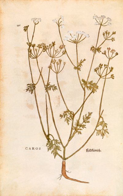 Kümmel von Leonhart Fuchs aus De historia stirpium commentarii insignes, kolorierte Gravur von Leonhard Fuchs